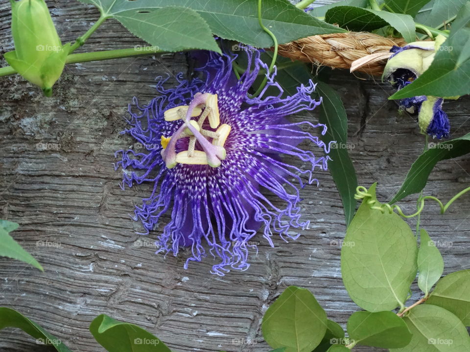 Exotic purple flower