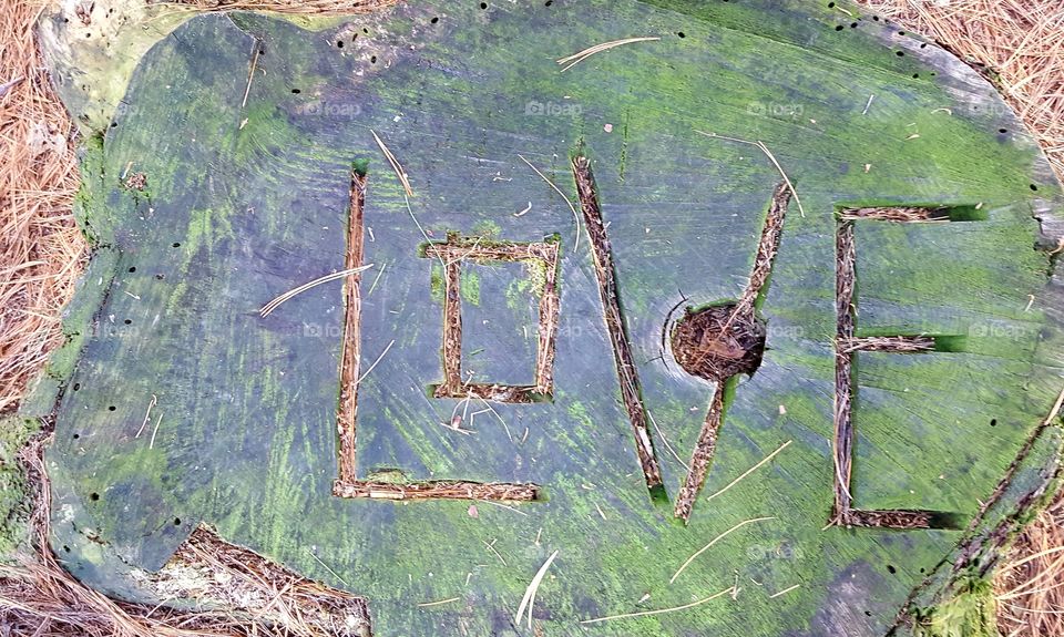 Love on a stump