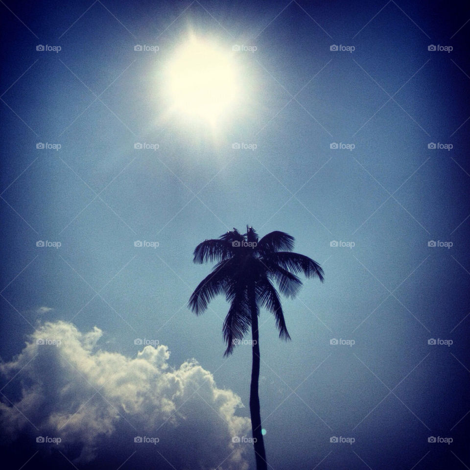 Single palm tree