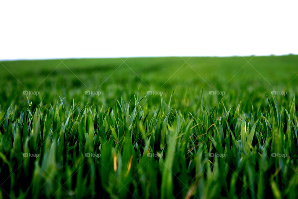 green field plants nature by mrkswue