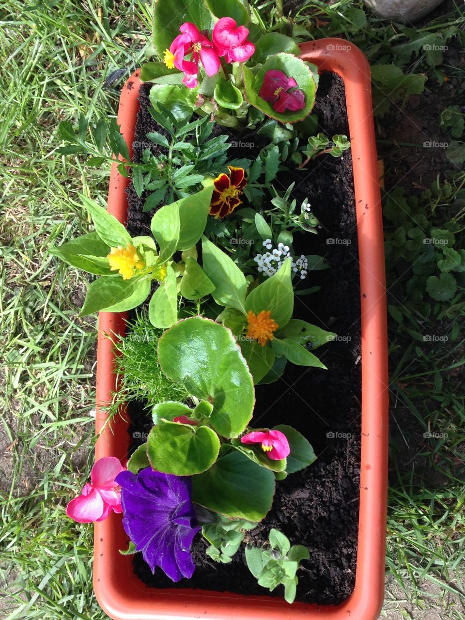 Starting the summer off with my daughters may birthday making personal flower gardens