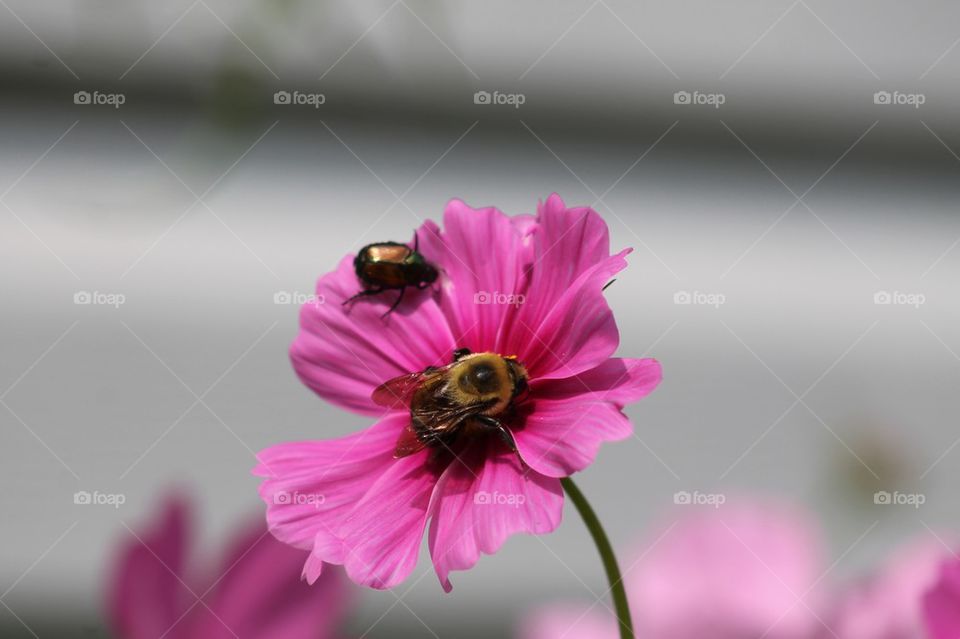 Flower with bee and beatle