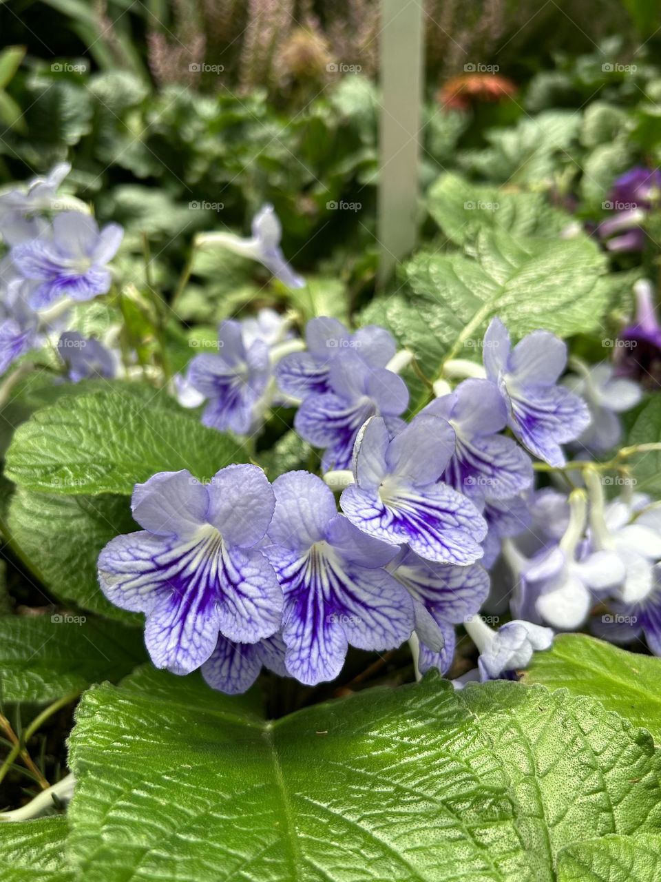 Streptocarpus Saxorum in purple