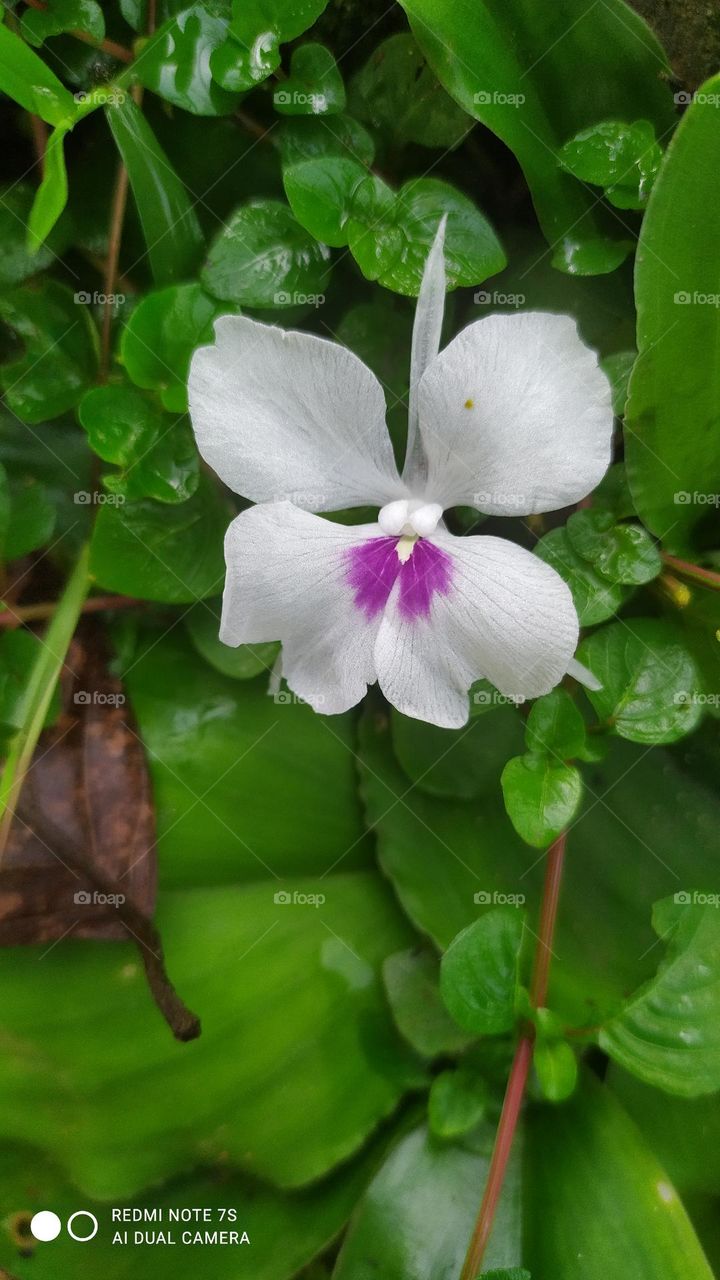 Aromatic Ginger flower