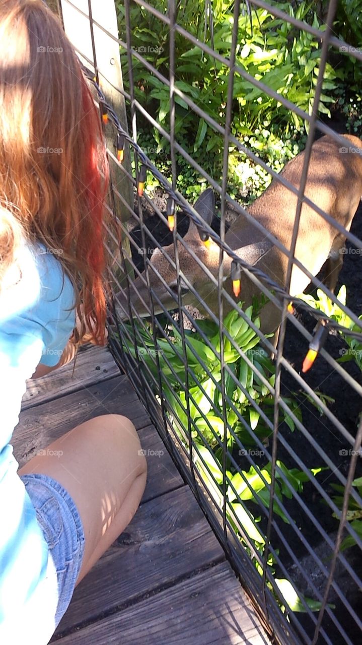 zoo. Feeding the deer