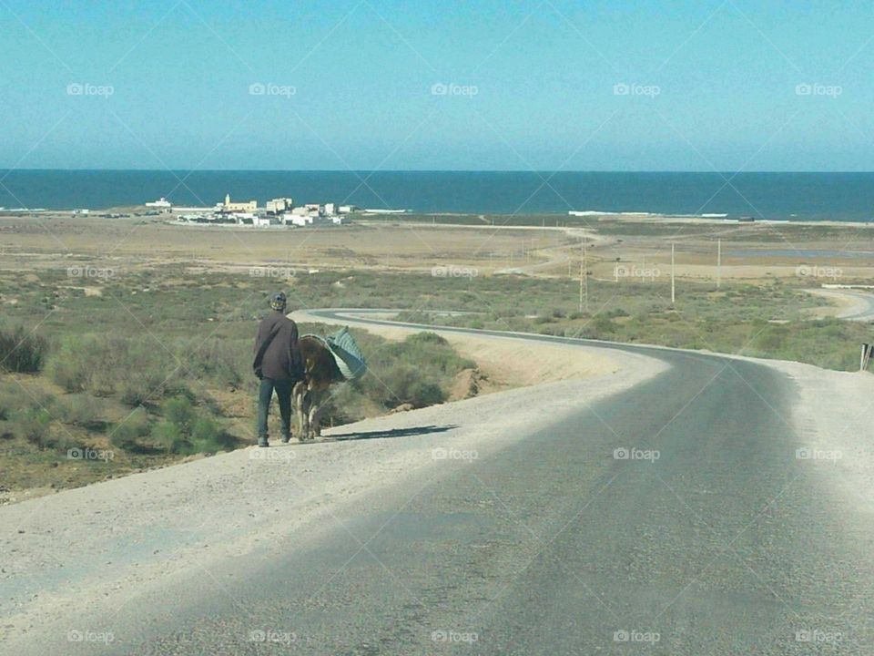 Road trip on donkey