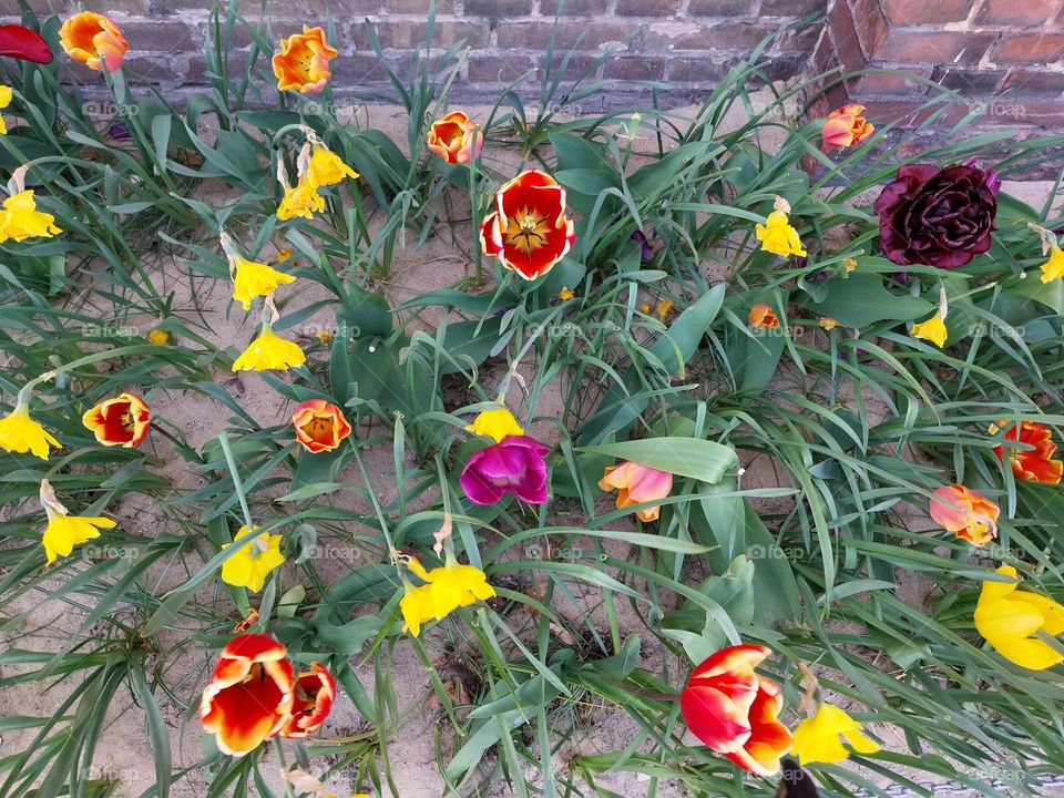 tulips in Odense