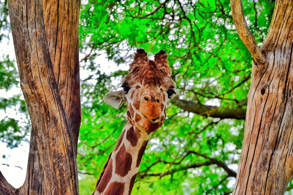 Giraffe at the zoo.  