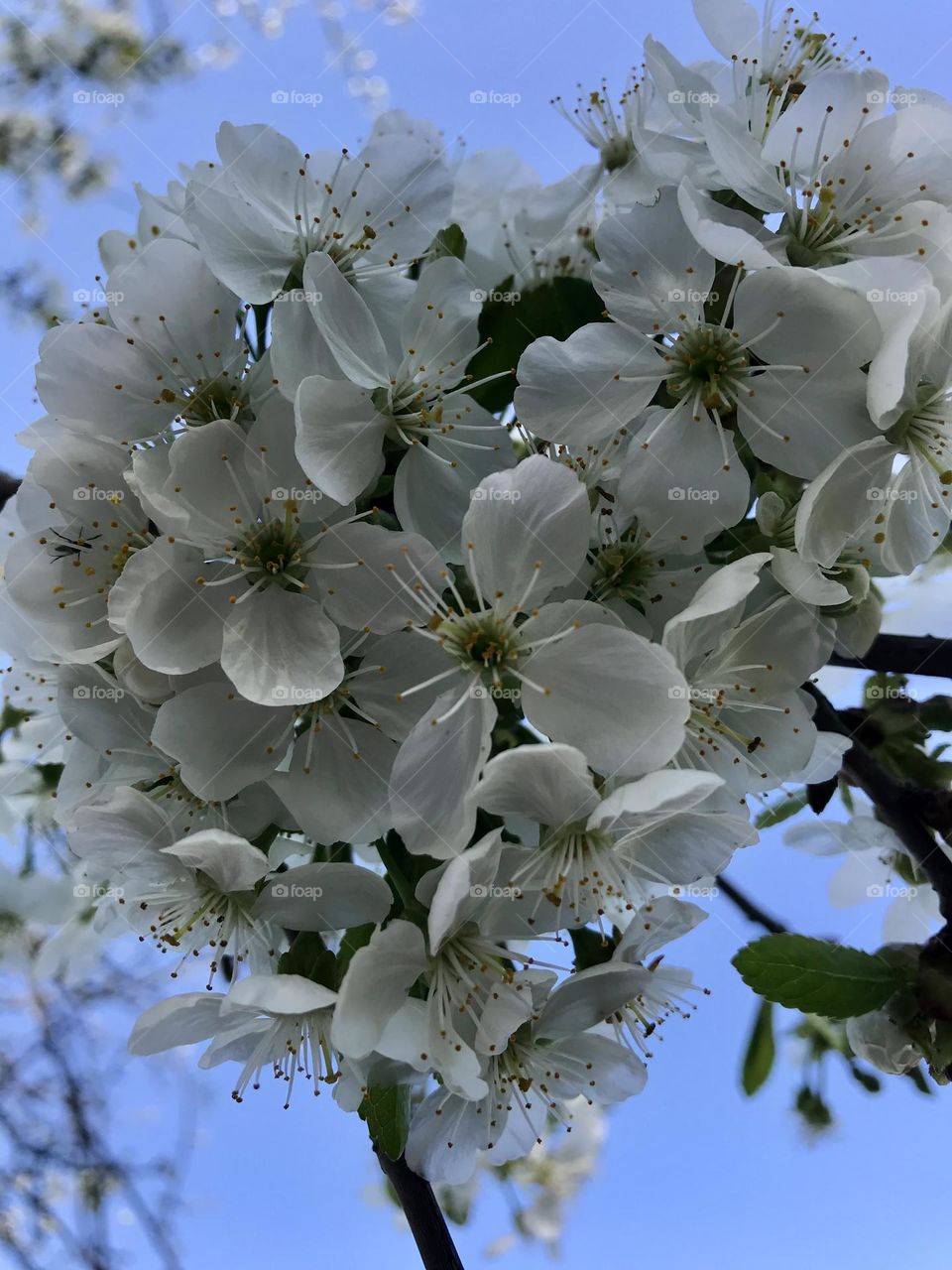 Embrace the tranquility of white cherry blossoms, where each bloom whispers the promise of spring 🥰