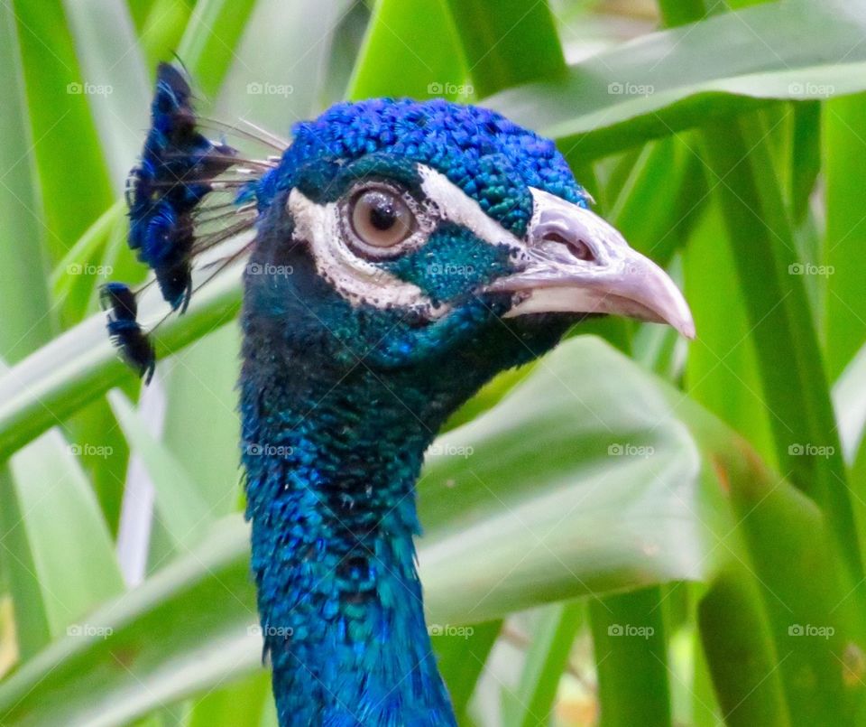 Picture Perfect Peacock