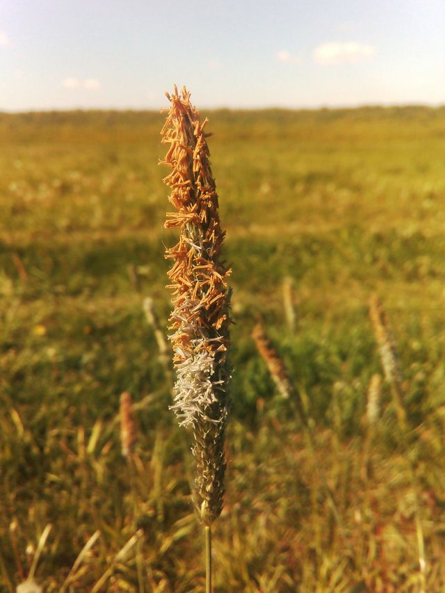 flowering grass