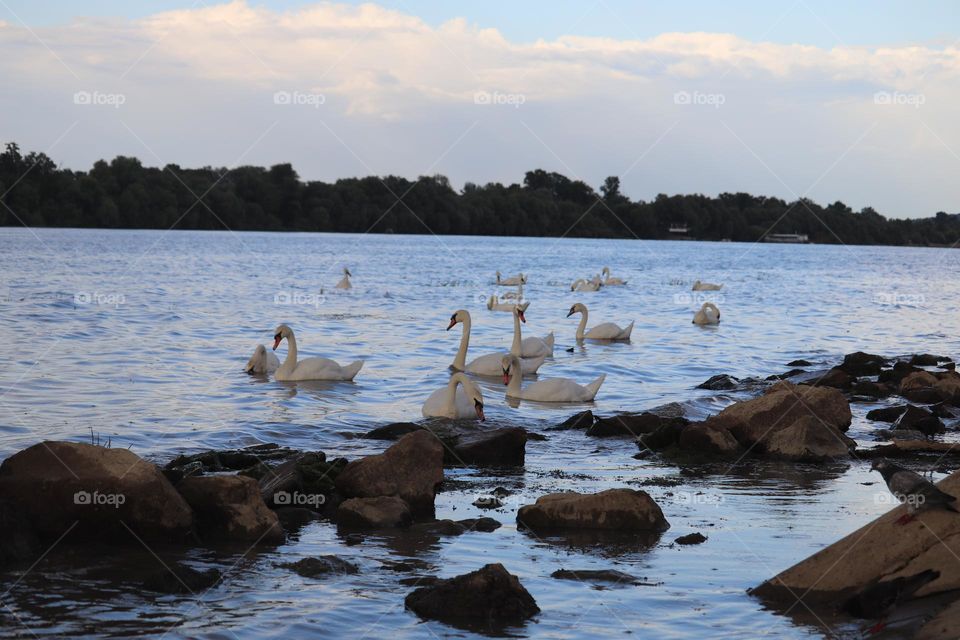 A flock of swans