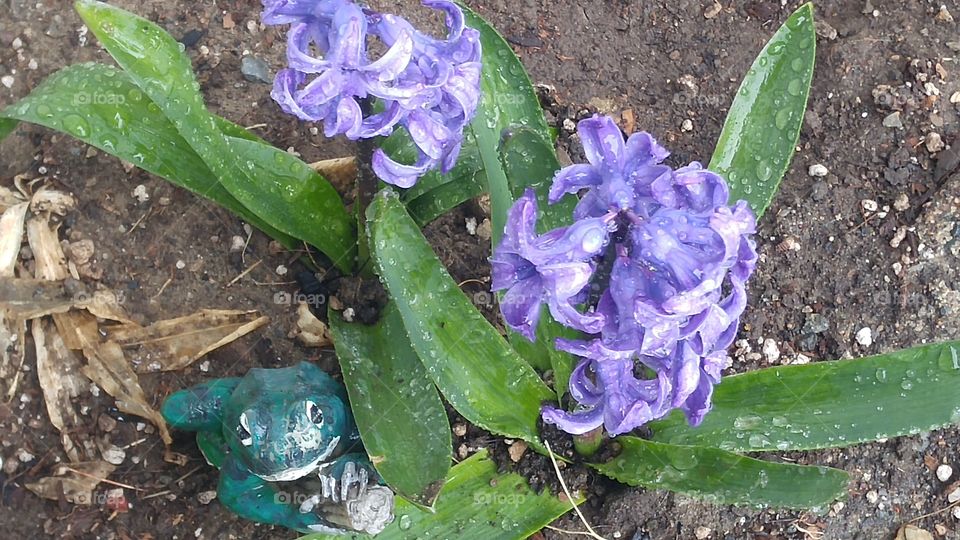 Hyacinths in spring.