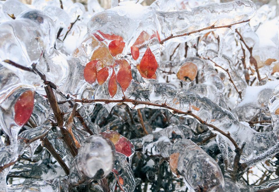 Leafs in ice