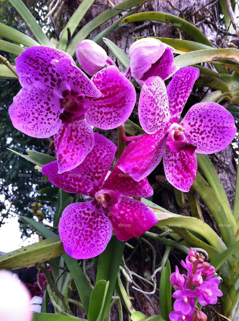 Thailand orchid 