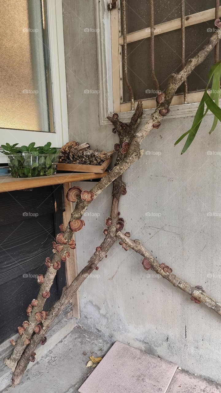 Shiitake mushrooms grow on tree trunks