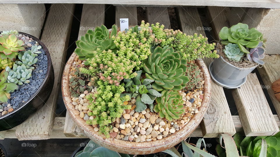 Shopping for succulents