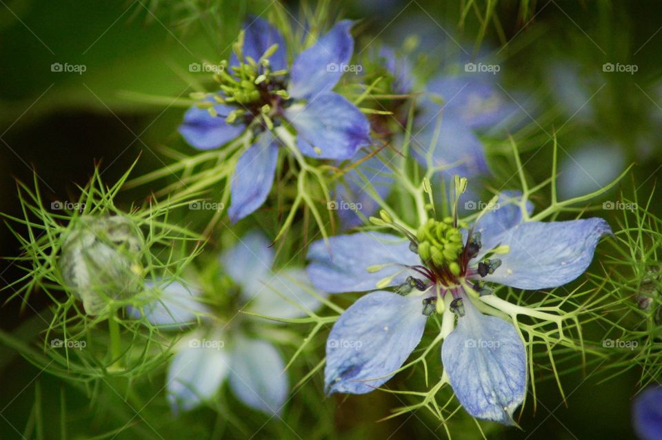 love in a mist
