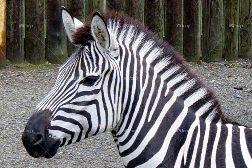 white black zoo zebra by sixcrows