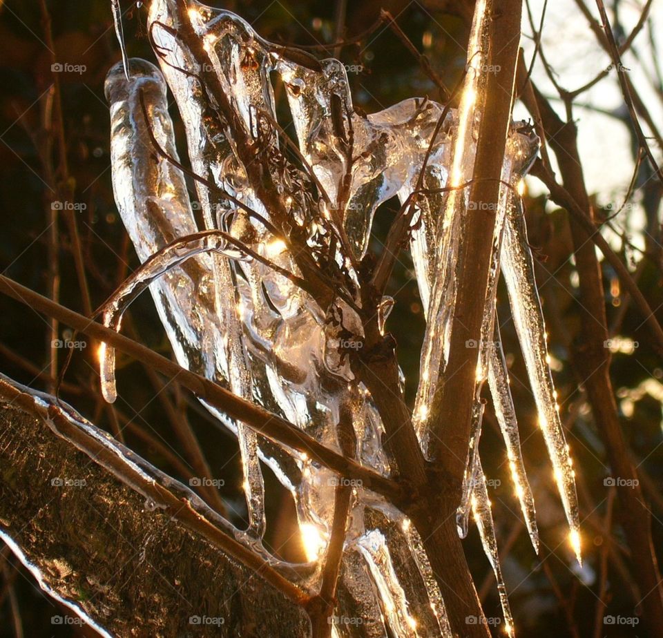 Frozen branches 