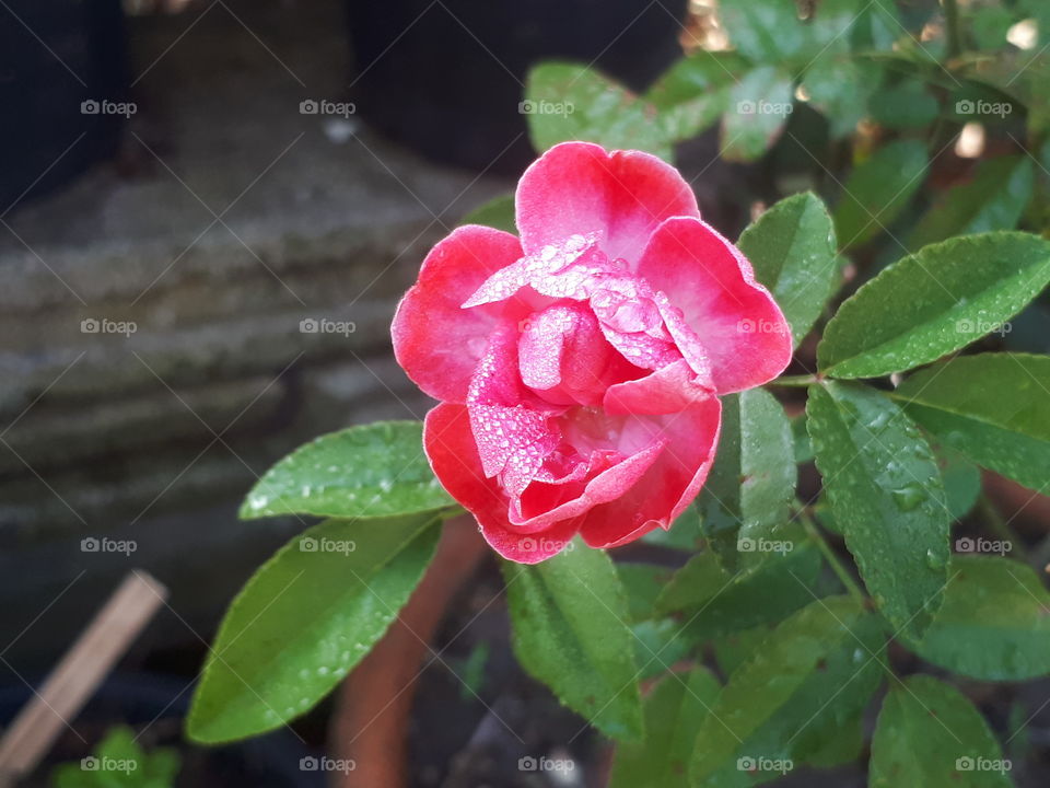 Pink rose in green leaves background