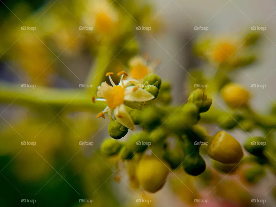 macro Flower
