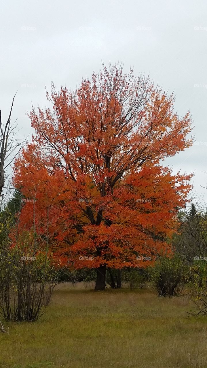 Fire Tree