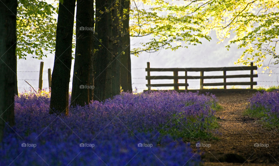 Bluebell Wood