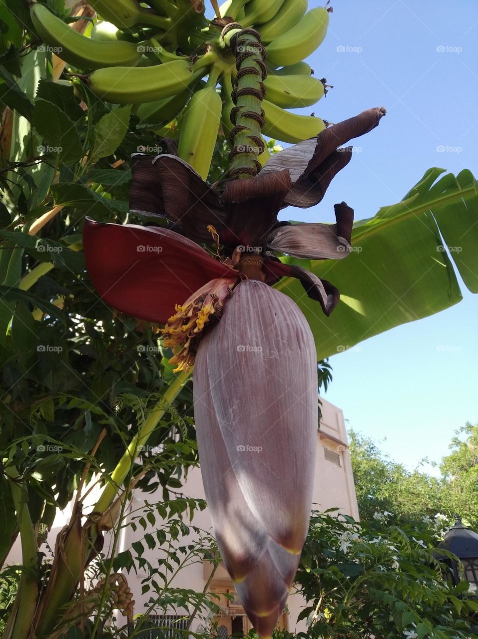banana flower white in colour big size flower fresh seasonal looking very beautiful