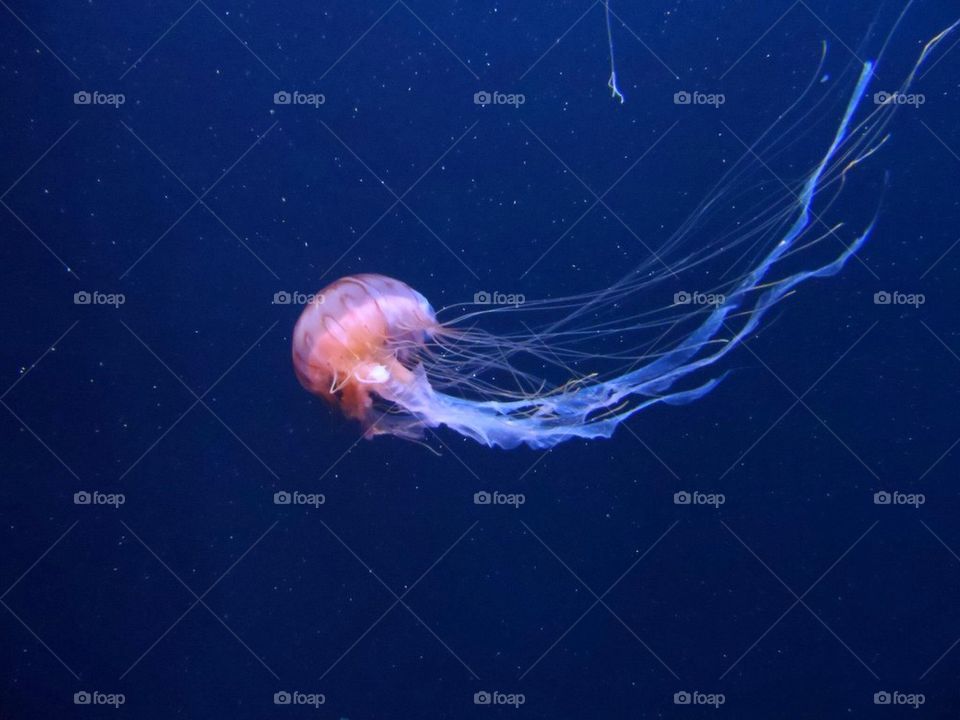 Californian Jellyfish