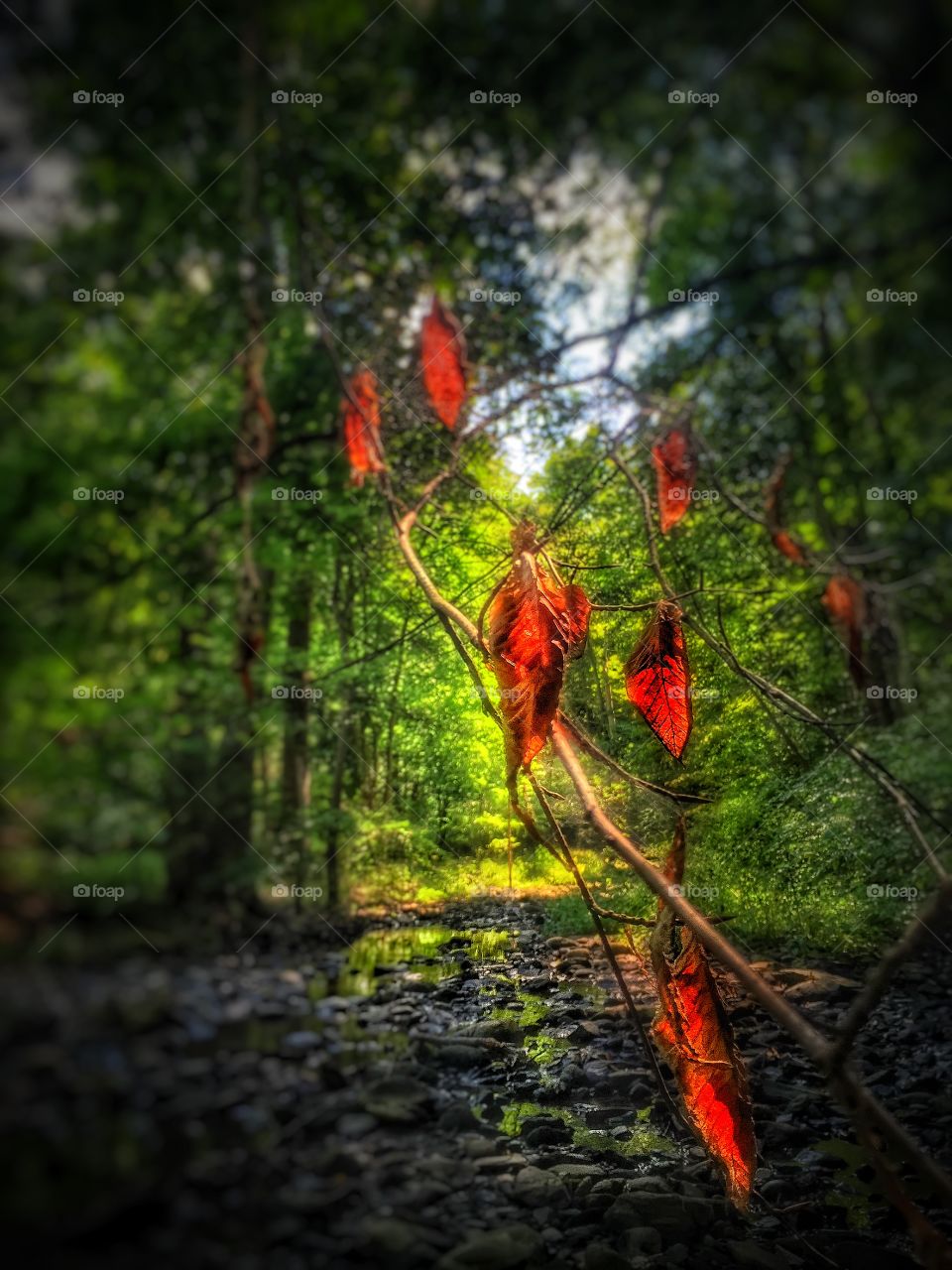 Autumn knocks on the door. A bunch of leaves changing color, signaling the end of summer. 