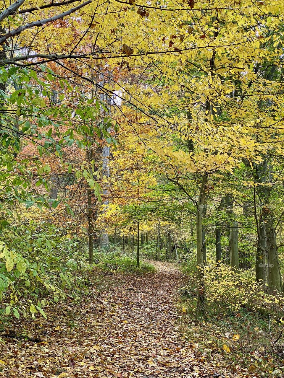 A path through the woods covered in leaves