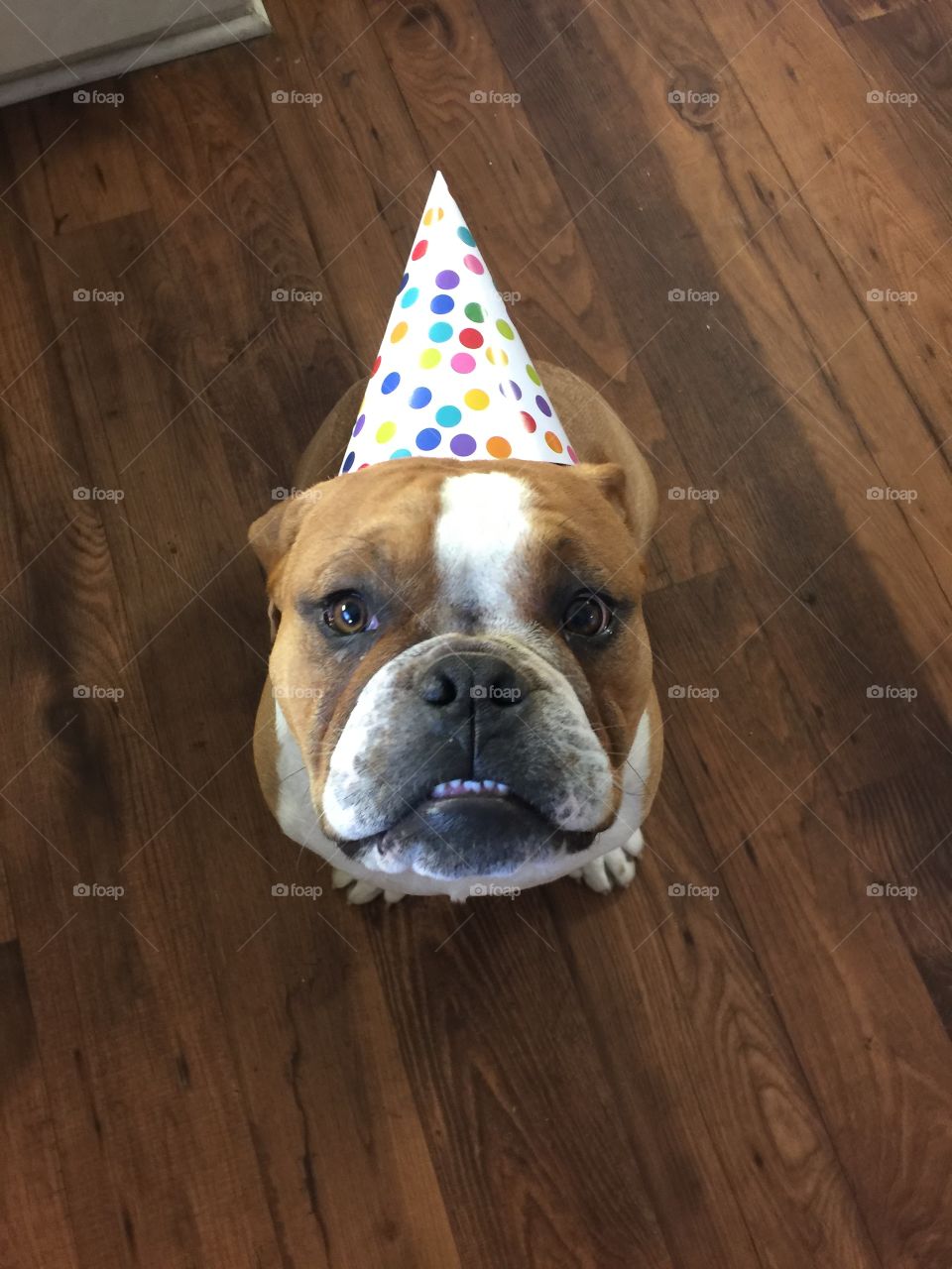 California. Where it's not weird to celebrate your dogs birthday. 