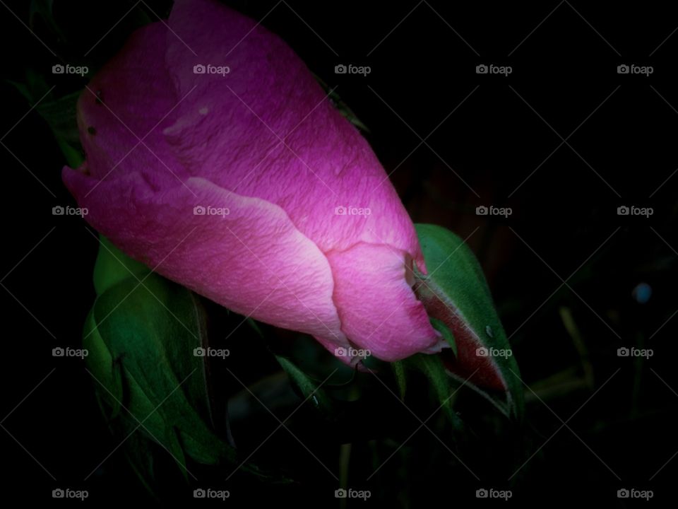 Rose on black background 