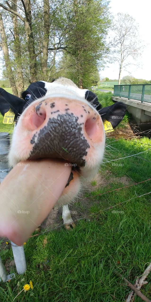 kuh cow tier animal weide natur