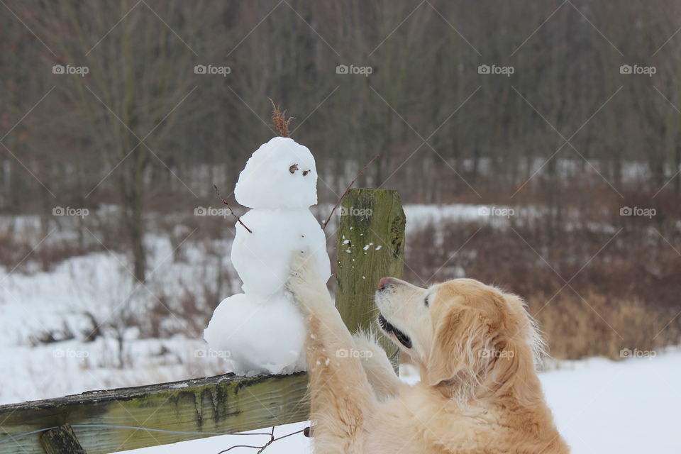 Kaci our golden retriever wants to play with the snowman