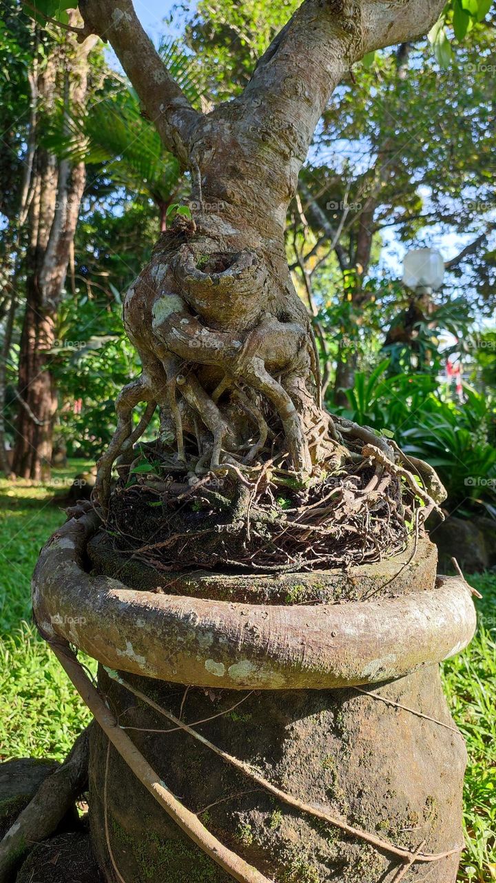 Bonsai expose root