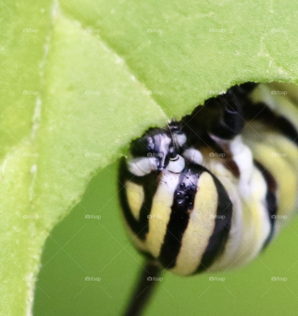 Macro of Monarch caterpillar eating a leaf