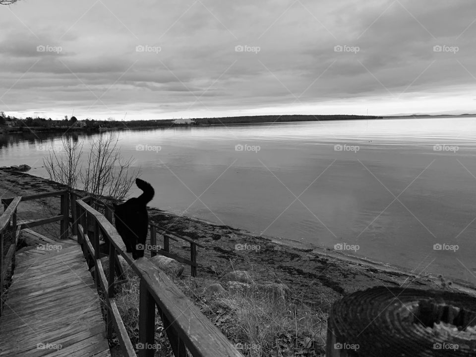 Black cat, cloudy skies