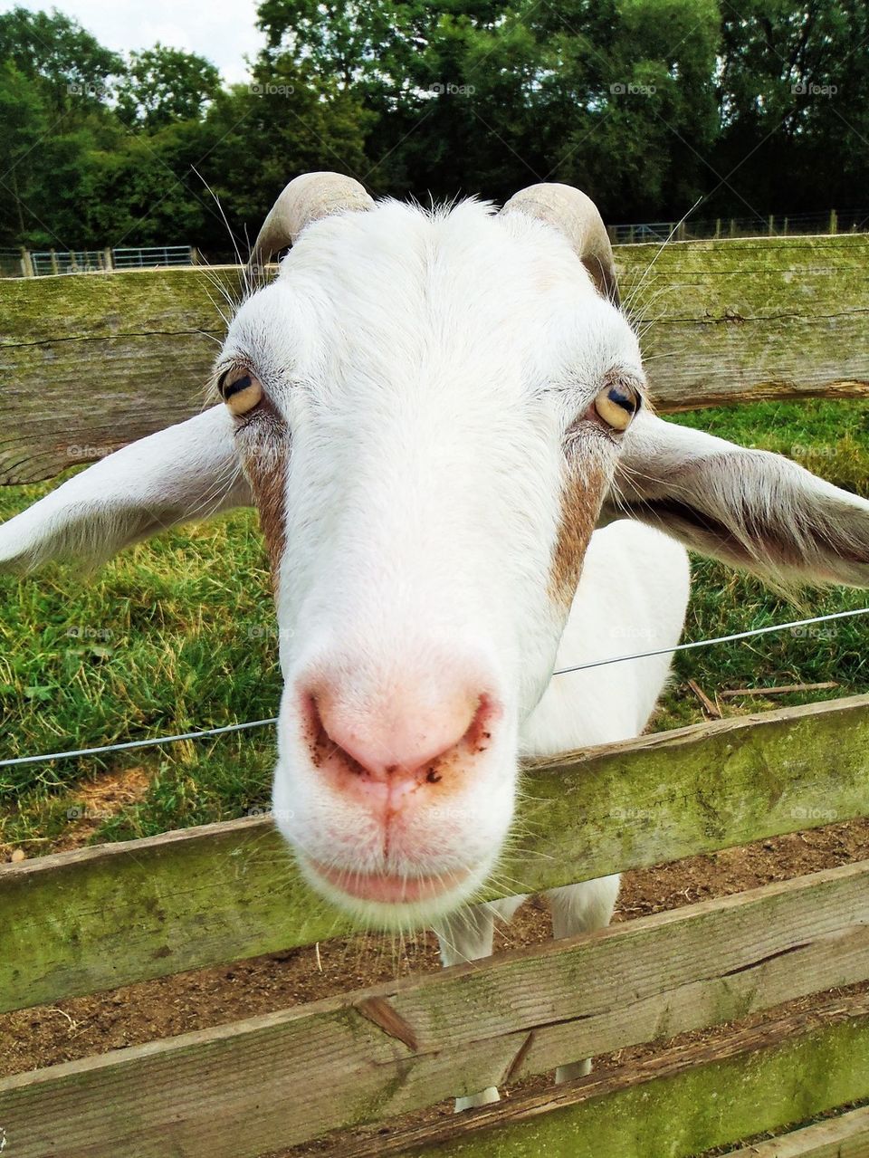 Close-up of a white goat