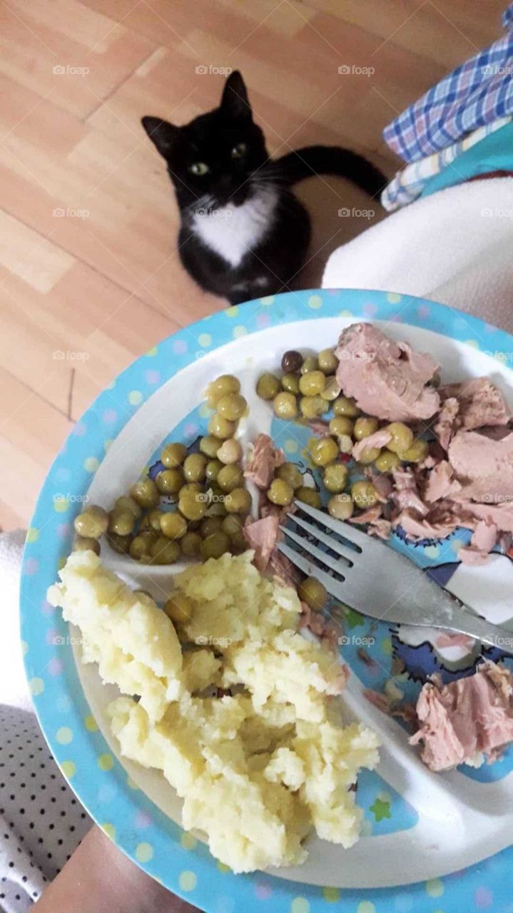 Adorable cat begging for food