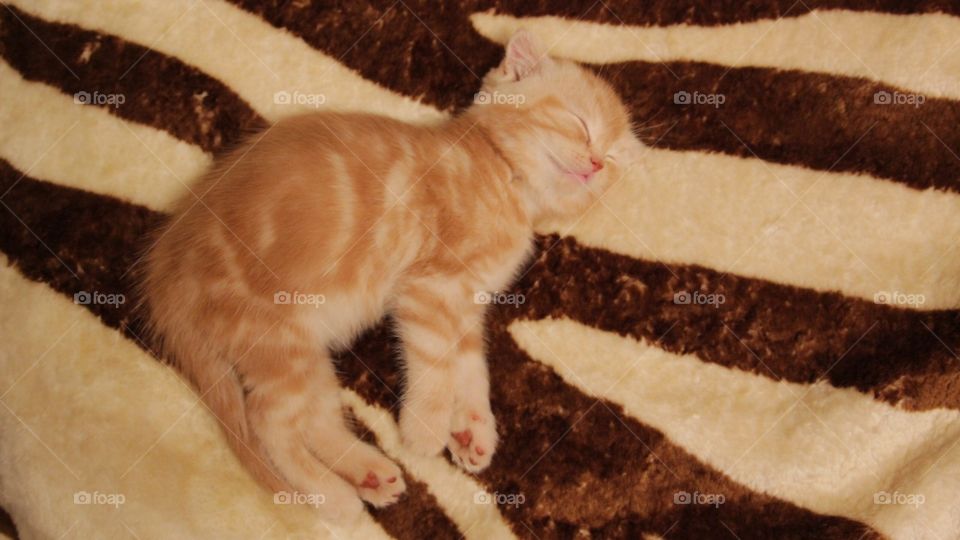 Red kitty sleep