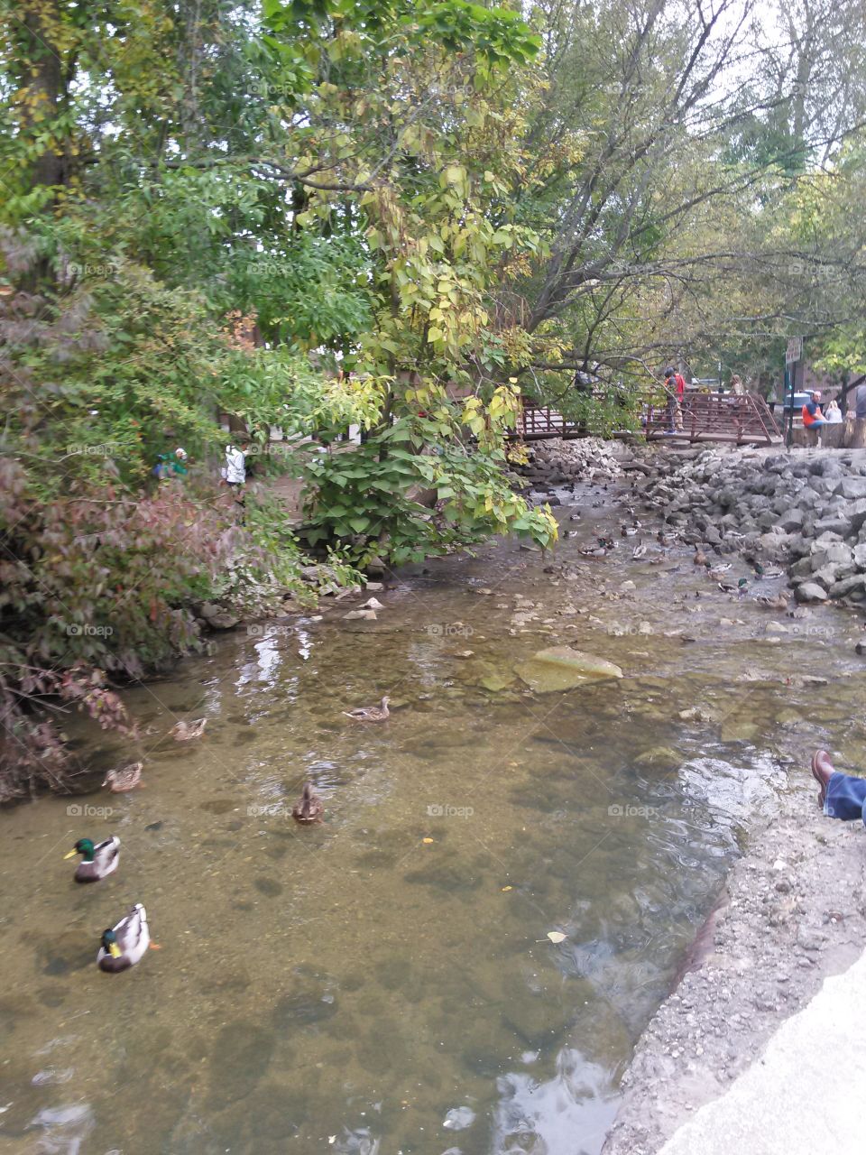 many ducks. ducks in a stream