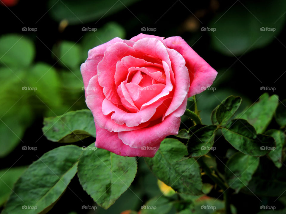 Pink rose blooming on plant