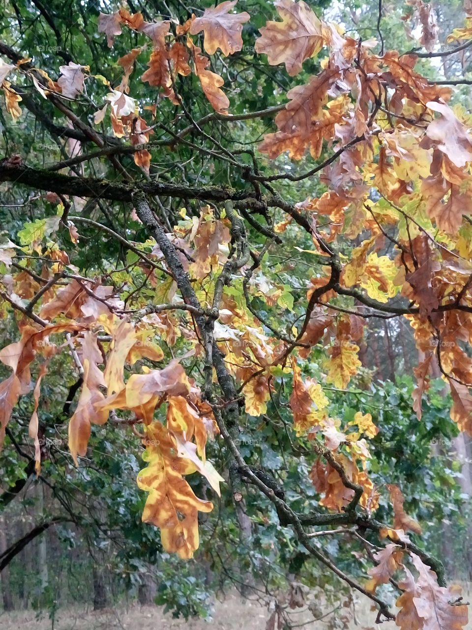 polish nature, , autumn