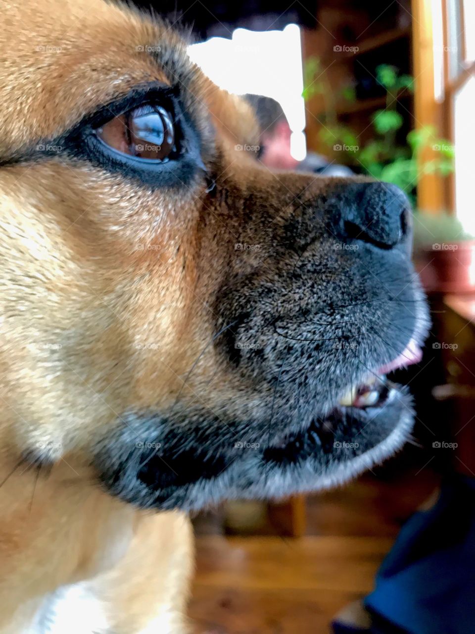 A pug’s profile