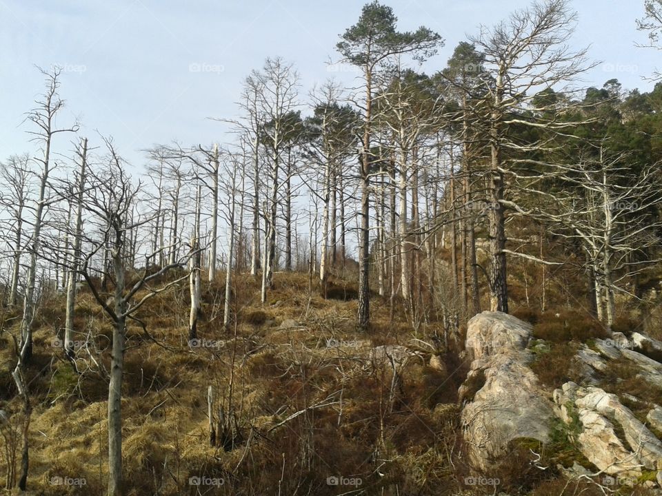 dessverre forest