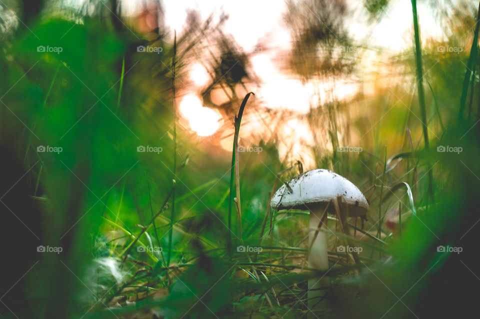 mushroom in the nature