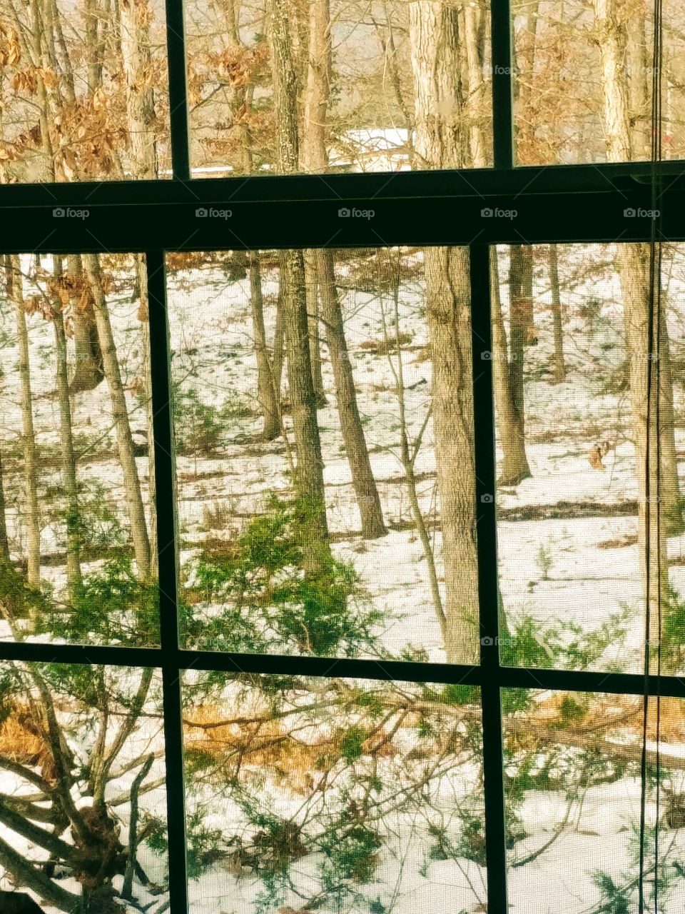 Windows to the Woods