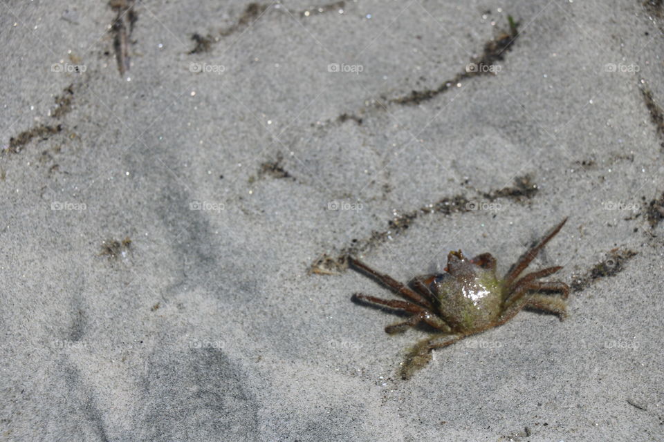 Crab